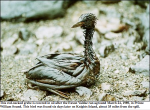 oiled bird from the Exxon Valdez spill off the BC Coast