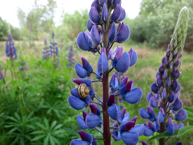 Lupine flowers and snail
